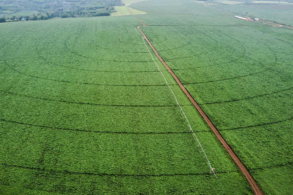 Cánh đồng cỏ Mombasa - Nghệ An